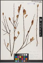 Foto von Salix aurita L.